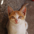 Bild på kattunge från Cap Verde